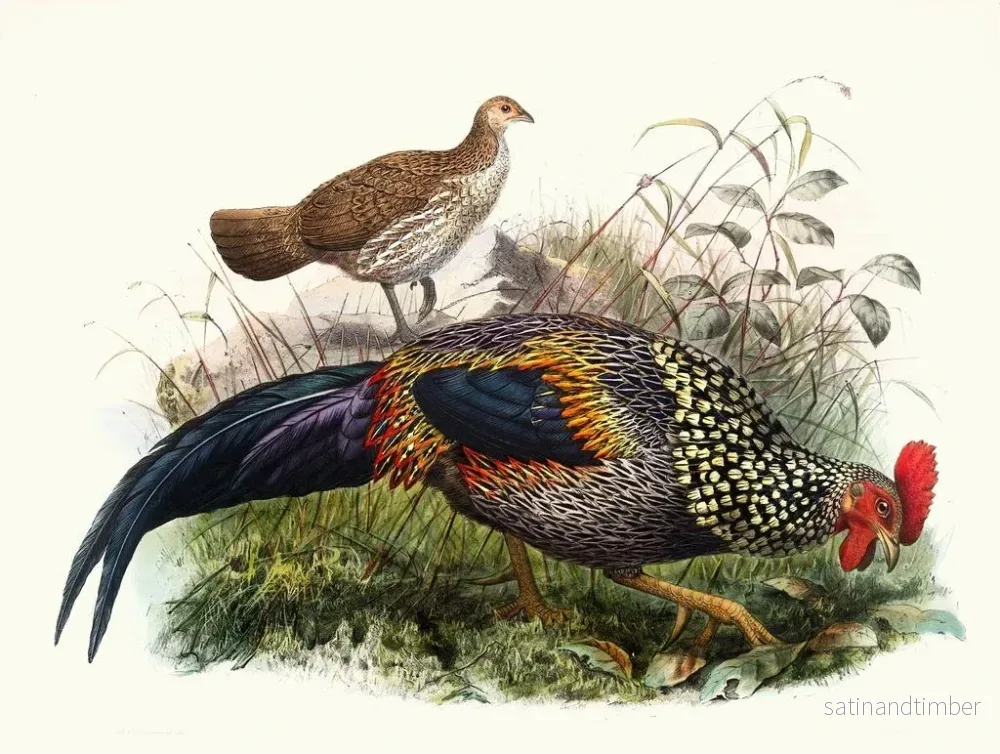 Reproduktion av målningen Le coq de Sonnerat - Joseph Smit - Bild 2