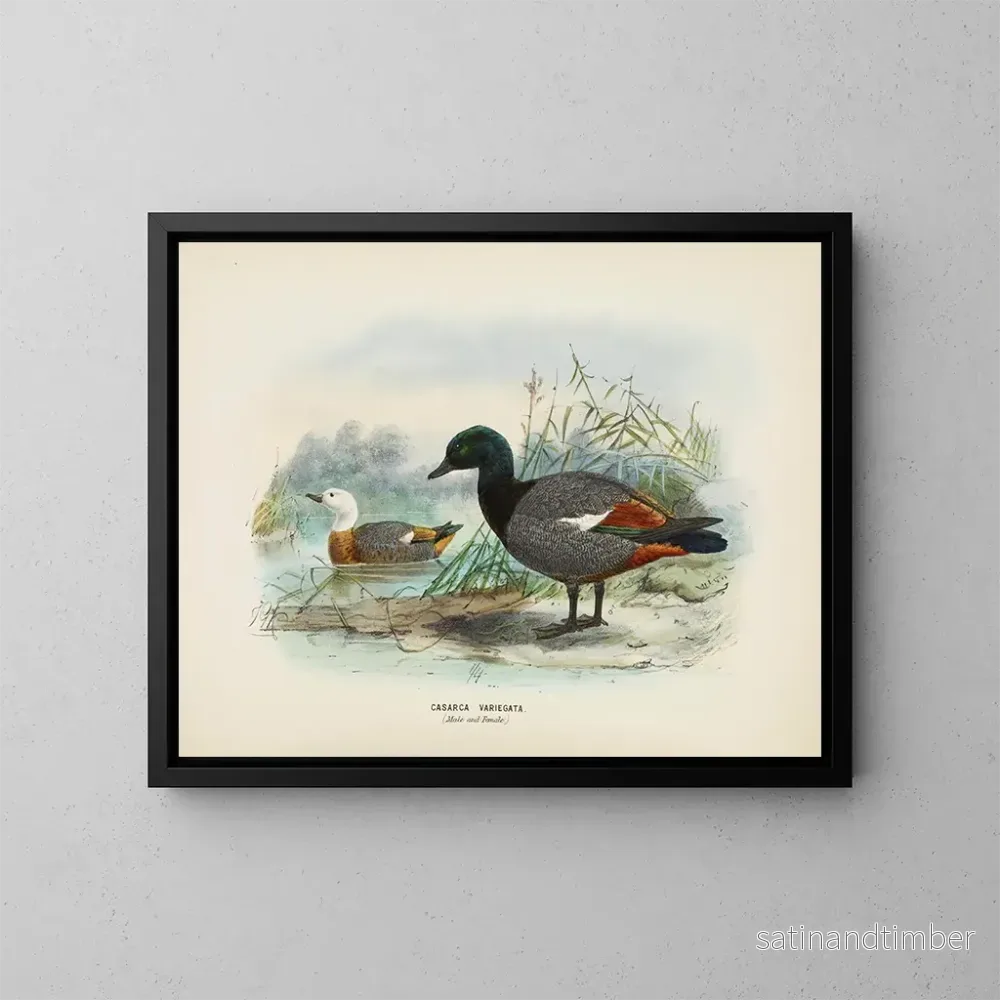 Reproduktion av målningen av Casarca variegata hane och hona - John Gerrard Keulemans