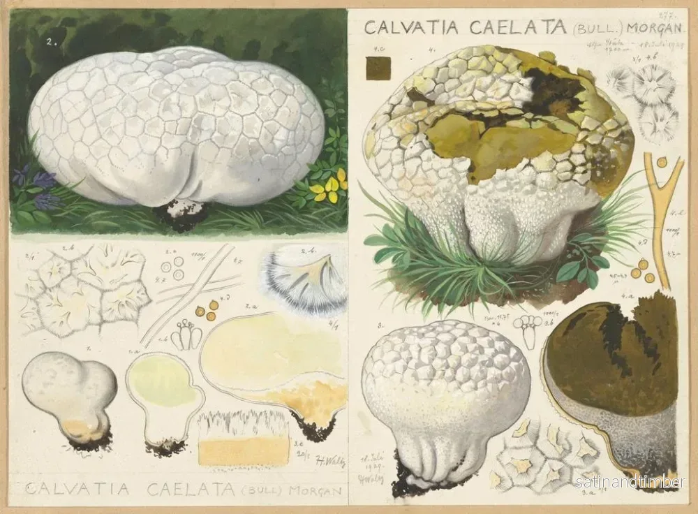 Reproduktion av målningen Calvatia caelata - Hans Baldung - Bild 2