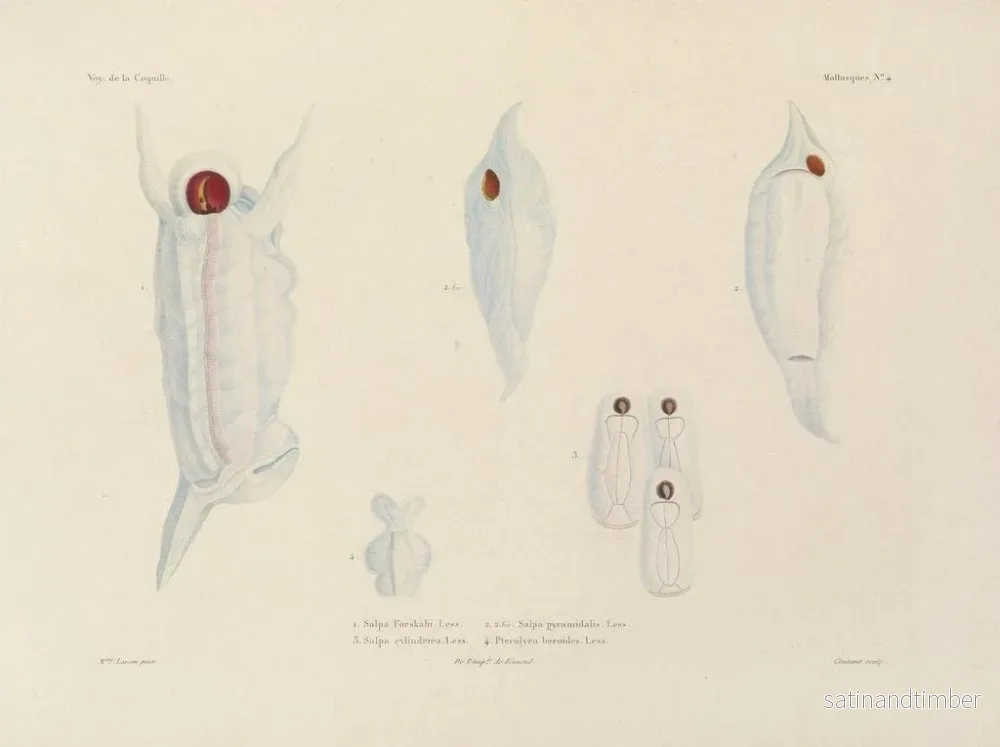 Resa runt världen — plansch 049 — Louis-Isidore Duperrey - Bild 2