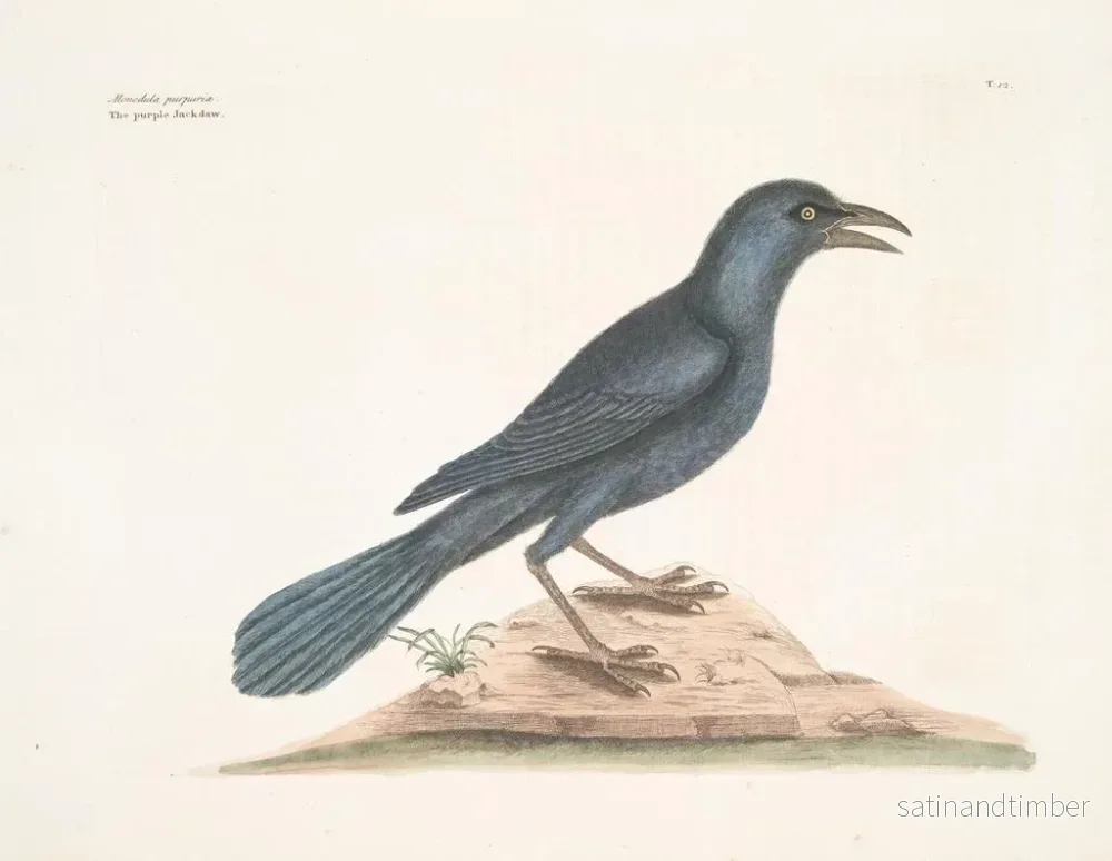 Reproduktion av målningen Le corbeau violet - Mark Catesby - Bild 2