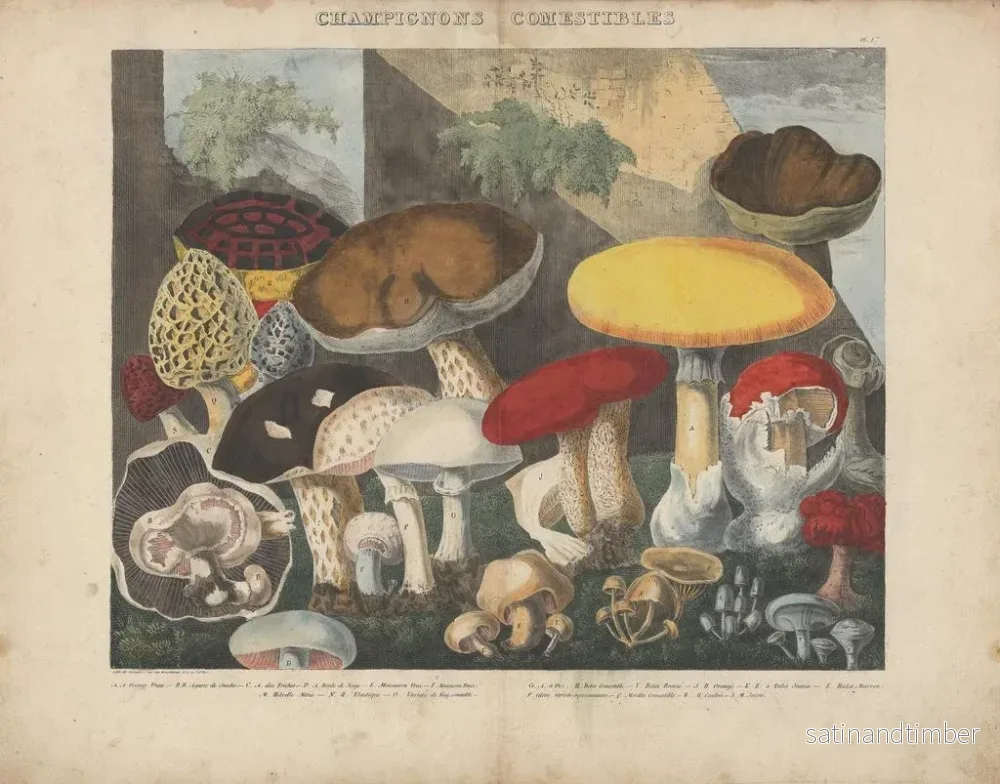 Reproduktion av målningen Atlas över misstänkta och giftiga ätbara svampar Pl01 - Michel Étienne Descourtilz - Bild 2