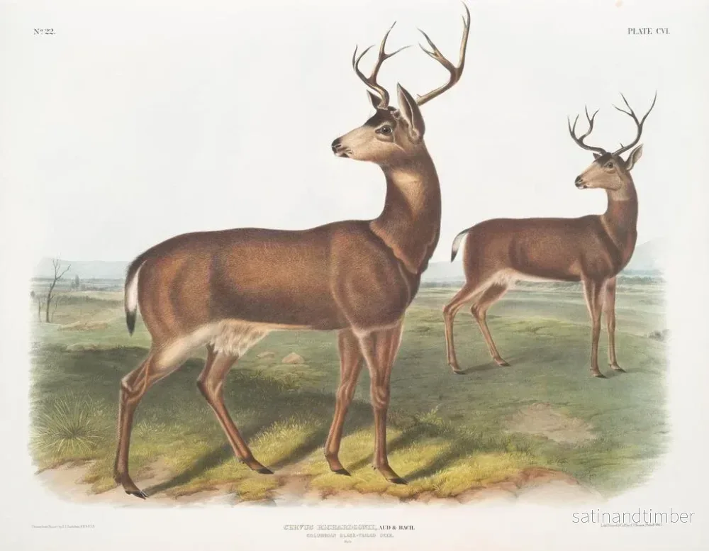 Reproduktion av målningen av den manliga Columbiehjorten med svart stjärt av Richardson - John Woodhouse Audubon - Bild 2