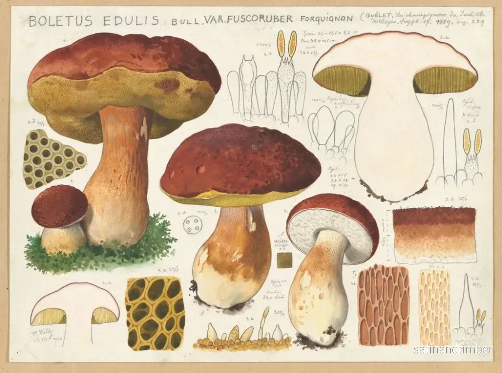 Reproduktion av målningen Bolet de loup var. fuscoruber - Hans Baldung - Bild 2