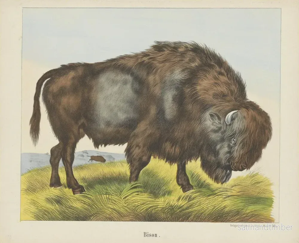 Reproduktion av målningen Bison - Joseph Scholz - Bild 2