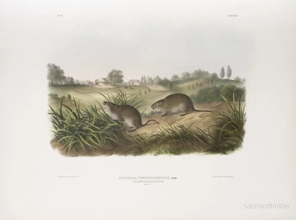 Reproduktion av målningen av Pennsylvania ängsmöss i naturlig storlek - John Woodhouse Audubon - Bild 2