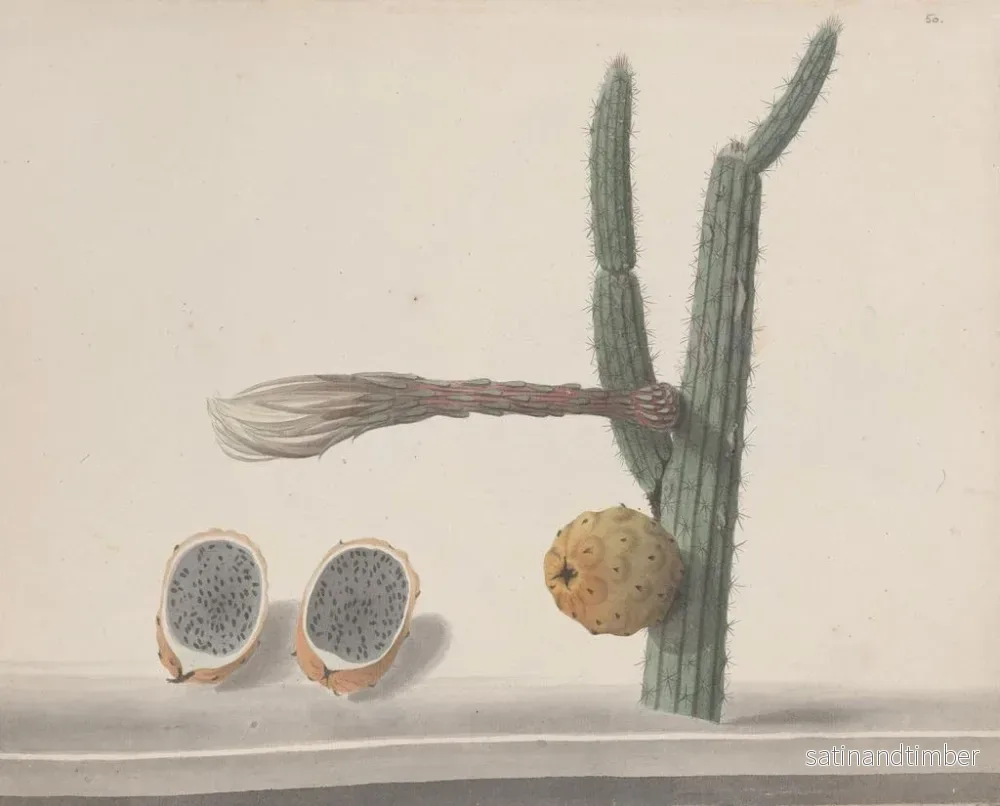 Reproduktion av målningen Histoire naturelle de Saint-Domingue Pl182 - René de Rabi - Bild 2