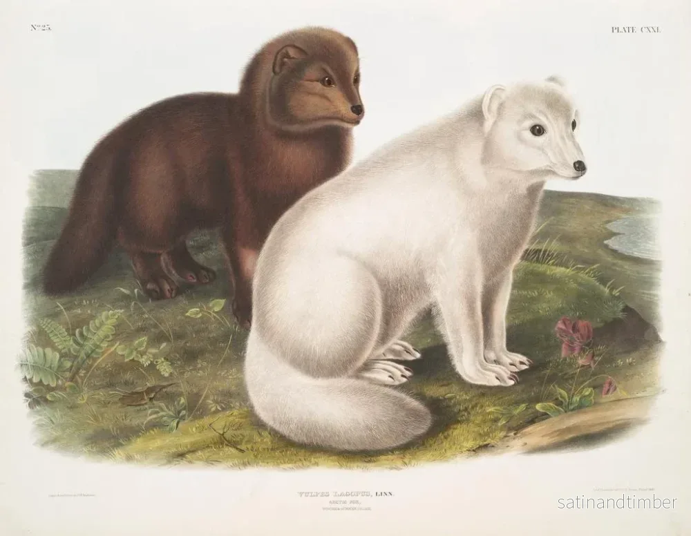 Reproduktion av målningen av Arctic Fox på vintern och sommaren - John Woodhouse Audubon - Bild 2