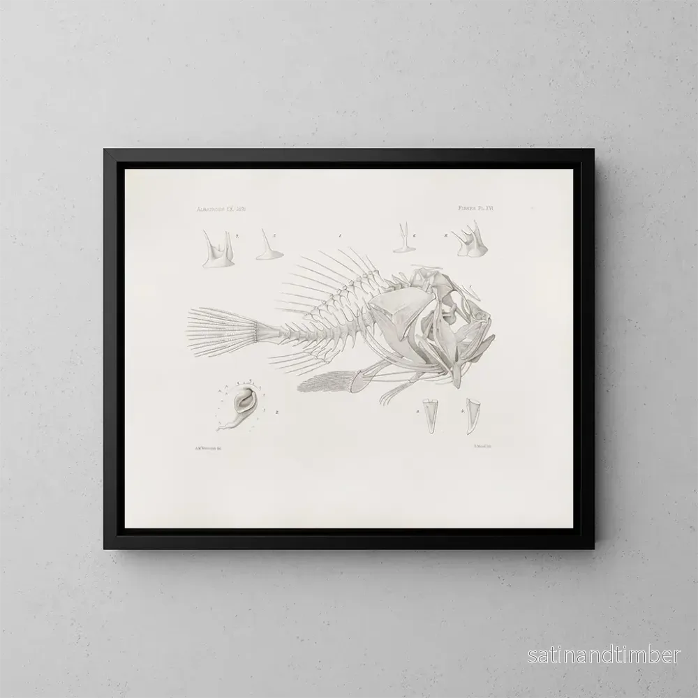 Reproduktion av målningen Mémoires du Muséum de zoologie comparée de Harvard College Pl16 – Musée de Zoologie Comparée de l’Université Harvard Reproduktion av målningen Mémoires du Muséum de zoologie comparée de Harvard College Pl16 – Musée de Zoologie Comparée de l’Université Harvard