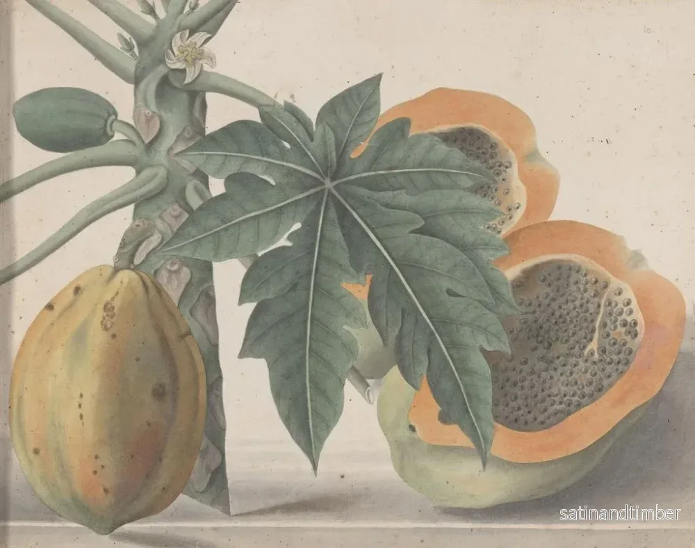 Reproduktion av målningen Histoire naturelle de Saint-Domingue Pl141 - René de Rabi - Bild 2