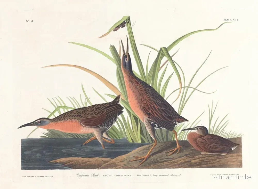 Reproduktion av målningen Râle de Virginie - John James Audubon - Bild 2