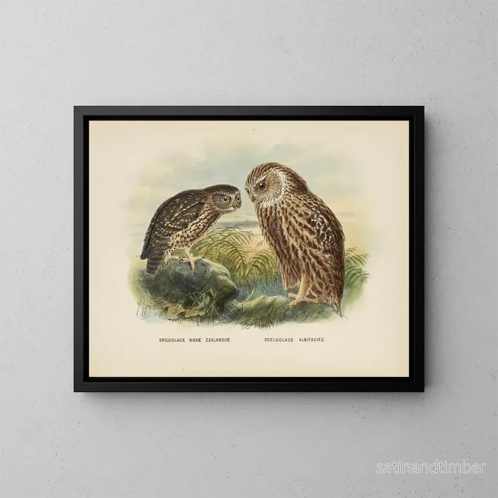 Reproduktion av målningen Spiloglaux de Nouvelle-Zélande och Sceloglaux à face blanche – John Gerrard Keulemans Reproduktion av målningen Spiloglaux de Nouvelle-Zélande och Sceloglaux à face blanche – John Gerrard Keulemans