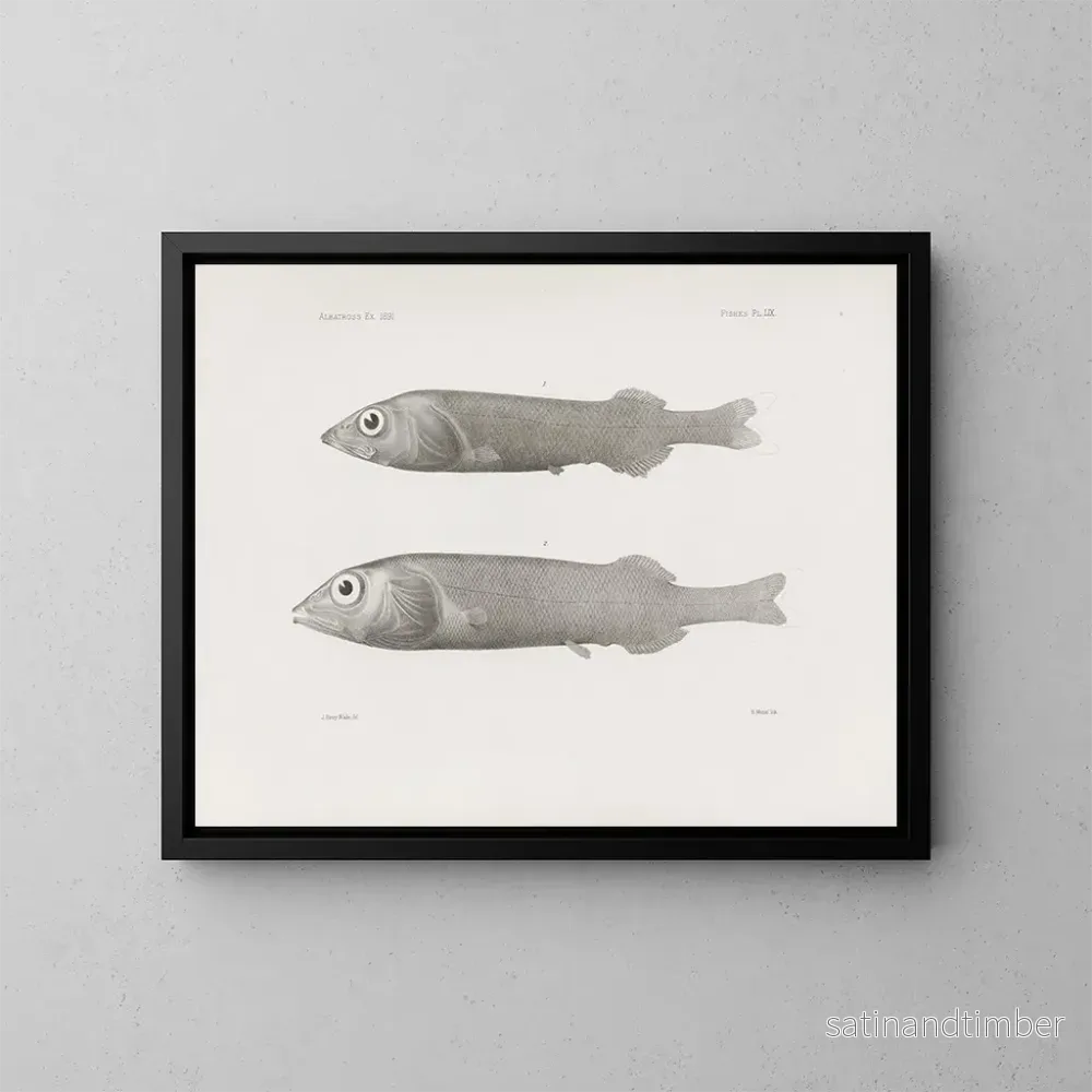 Reproduktion av målningen Mémoires du Muséum de zoologie comparée de Harvard College Pl59 – Musée de Zoologie Comparée de l’Université Harvard Reproduktion av målningen Mémoires du Muséum de zoologie comparée de Harvard College Pl59 – Musée de Zoologie Comparée de l’Université Harvard