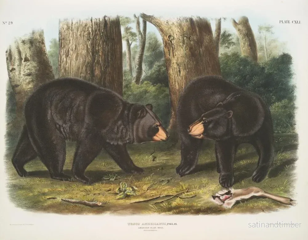 Reproduktion av målningen av amerikansk svartbjörn han och hona - John Woodhouse Audubon - Bild 2