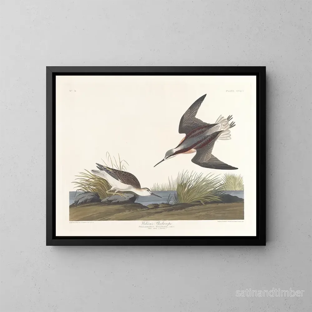 Reproduktion av målningen av Wilsons Phalarope - John James Audubon