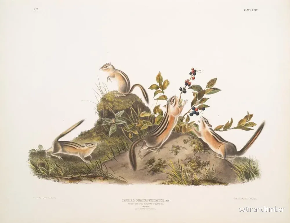 Reproduktion av målningen Squirrel terrestre à quatre bandes - John Woodhouse Audubon - Bild 2