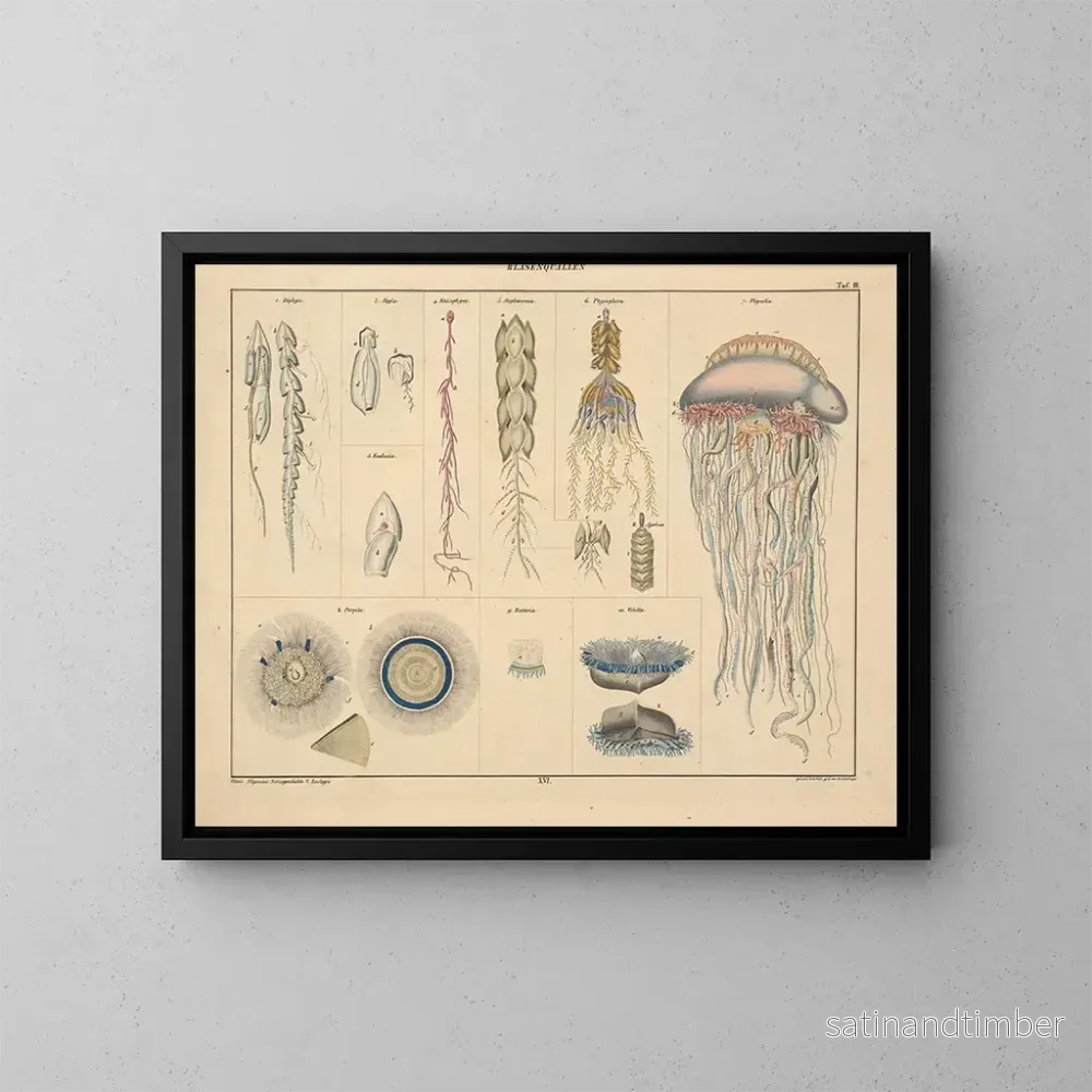 Reproduktion av målningen Illustrations de l'Histoire naturelle générale d'Oken pour tous les états Pl062 - Lorenz Oken