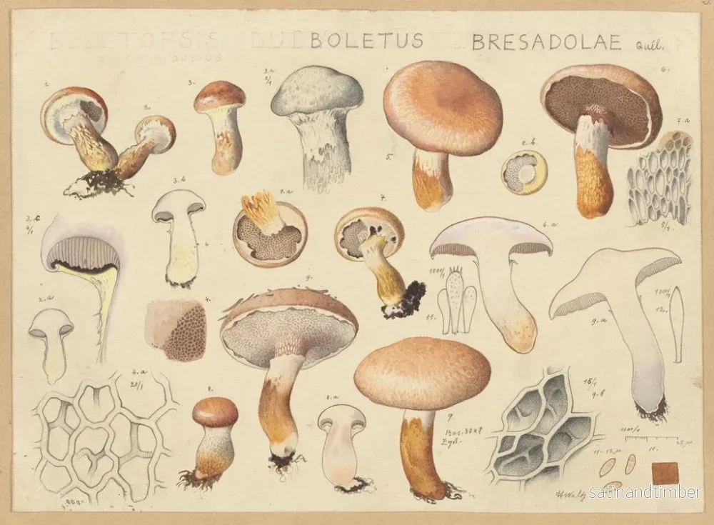 Reproduktion av målningen Boletus bresadolae - Hans Baldung - Bild 2
