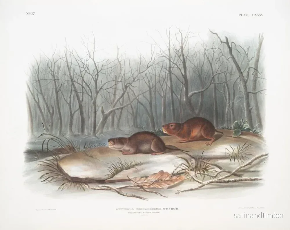 Reproduktion av målningen av ängsmöss av Richardson i naturlig storlek - John Woodhouse Audubon - Bild 2