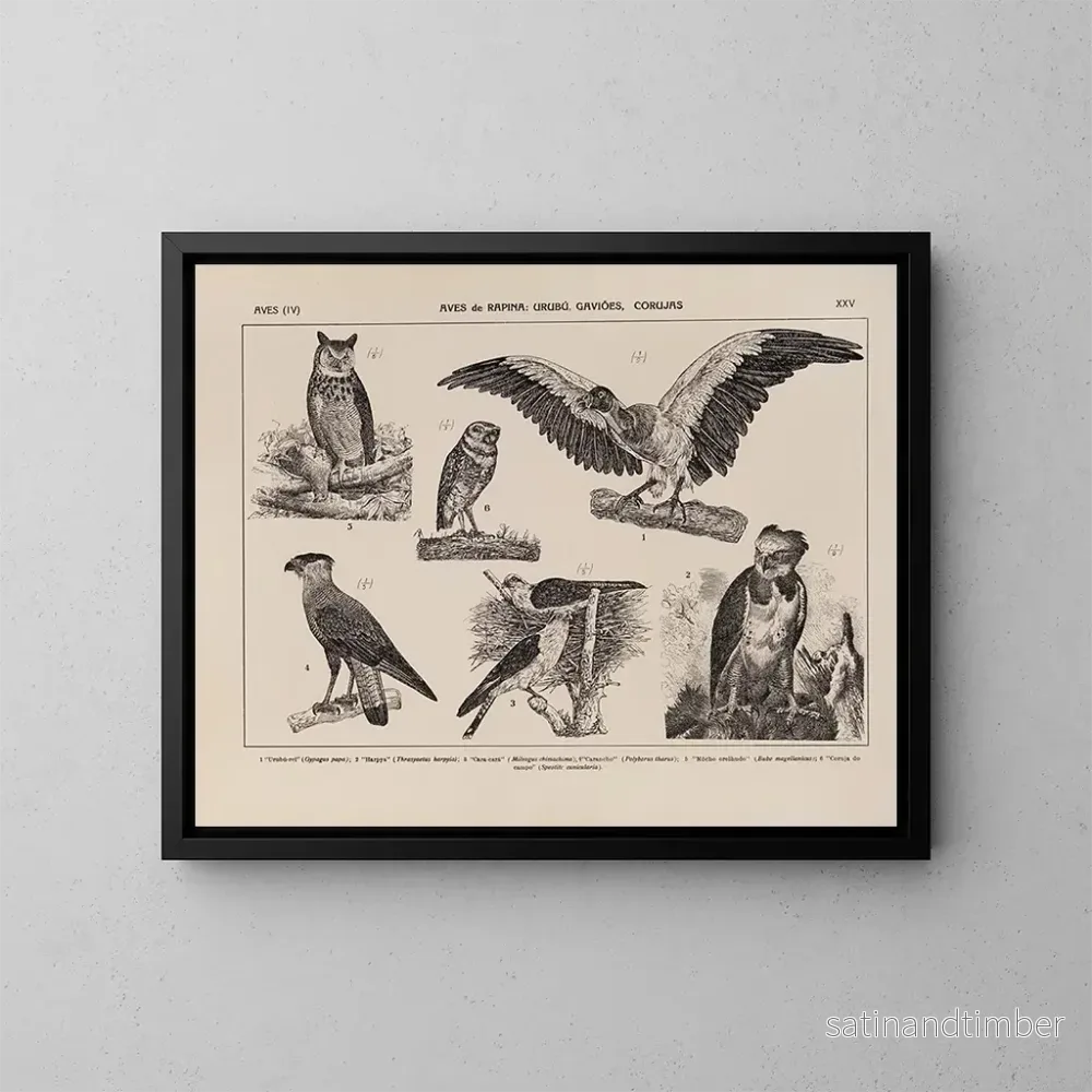 Reproduktion av målningen Atlas de la faune du Brésil Pl25 - Rodolpho von Ihering
