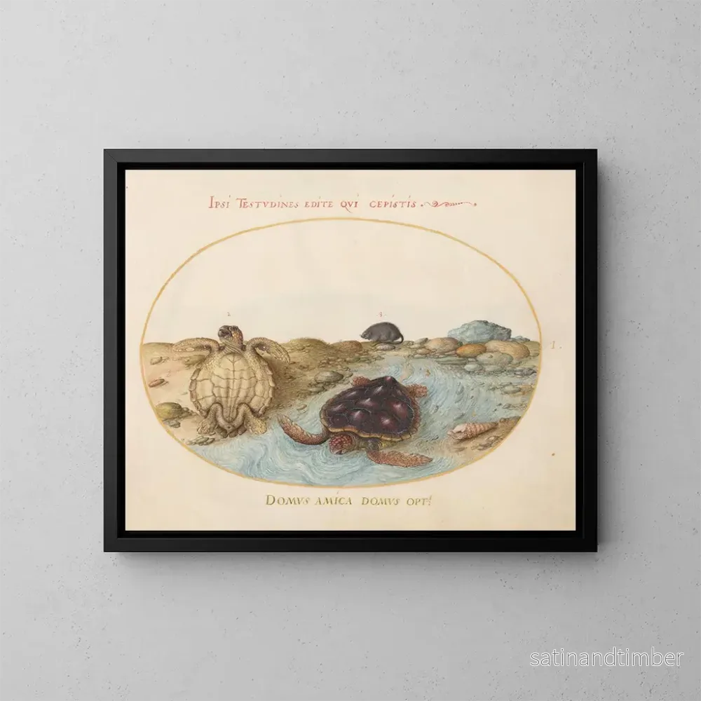 Reproduktion av målningen Planche 1 Två kaouann- eller gröna sköldpaddor, en musråtta och snäckor - Joris Hoefnagel