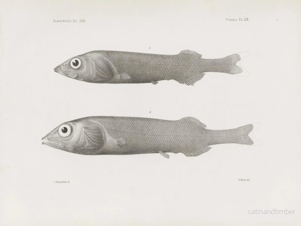 Reproduktion av målningen Mémoires du Muséum de zoologie comparée de Harvard College Pl59 - Musée de Zoologie Comparée de l'Université Harvard - Bild 2