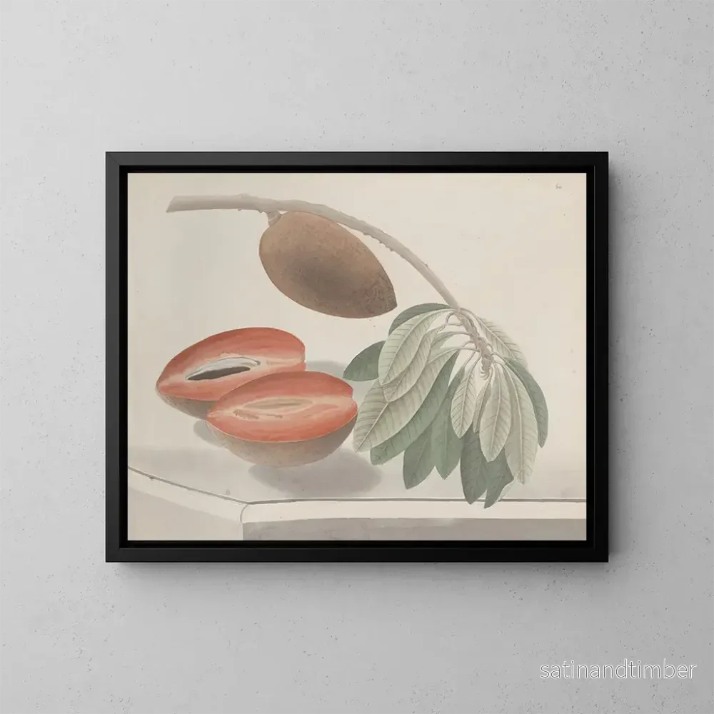 Reproduktion av målningen Histoire naturelle de Saint-Domingue Pl191 - René de Rabi