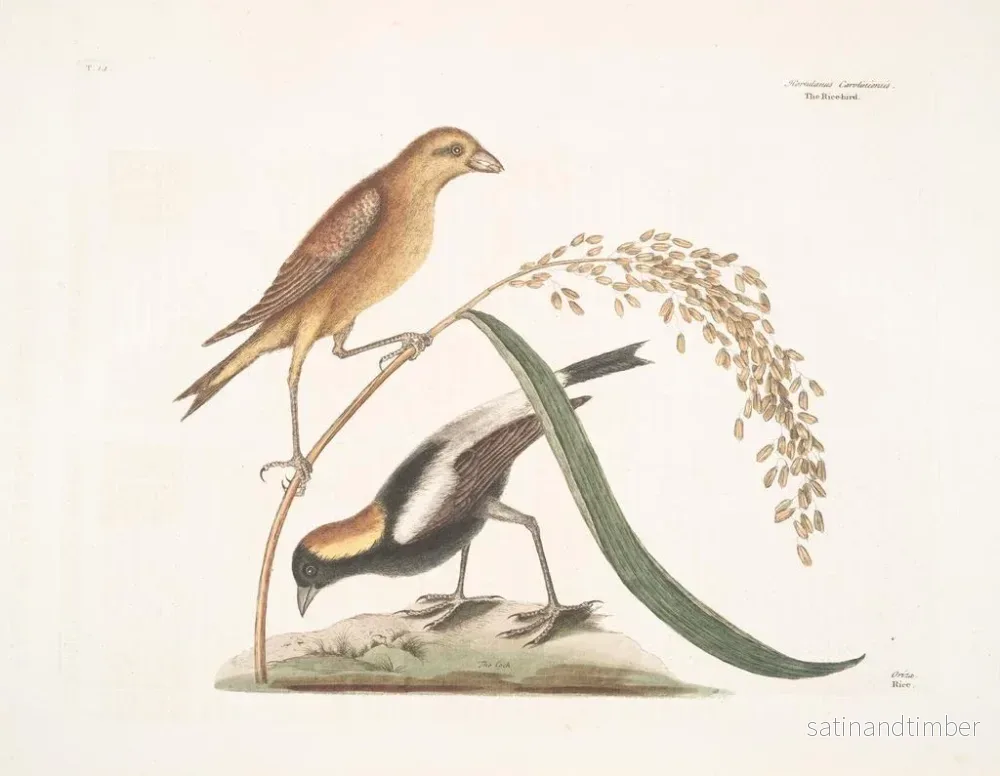 Reproduktion av målningen Le Moineau du riz - Mark Catesby - Bild 2