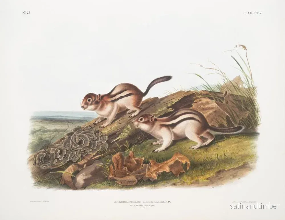 Reproduktion av målningen Spermophile latéral taille naturelle - John Woodhouse Audubon - Bild 2