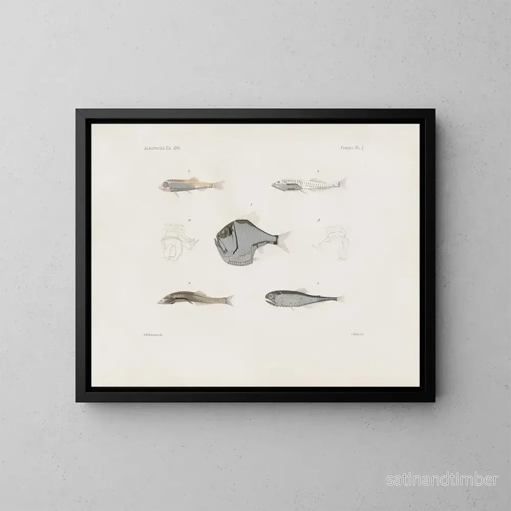 Reproduktion av målningen Mémoires du Muséum de zoologie comparée de Harvard College Pl93 – Musée de Zoologie Comparée de l’Université Harvard Reproduktion av målningen Mémoires du Muséum de zoologie comparée de Harvard College Pl93 – Musée de Zoologie Comparée de l’Université Harvard