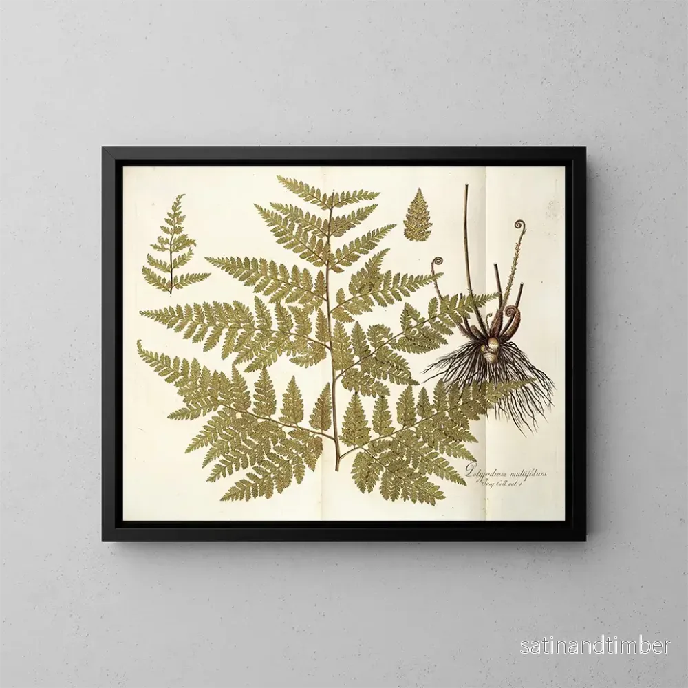 Reproduktion av målningen Polypodium multifidum - Nikolaus Joseph Freiherr von Jacquin