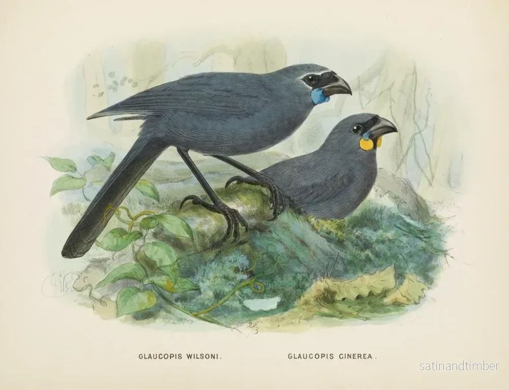 Reproduktion av målningen Glaucopis wilsoni och Glaucopis cinerea - John Gerrard Keulemans - Bild 2