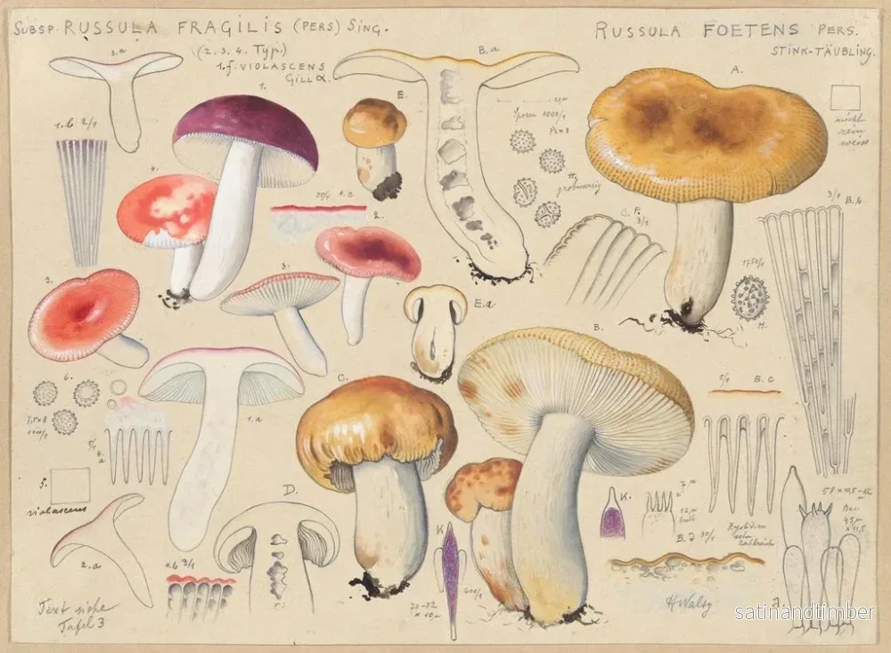 Reproduktion av målningen Russula foetens - Hans Baldung - Bild 2