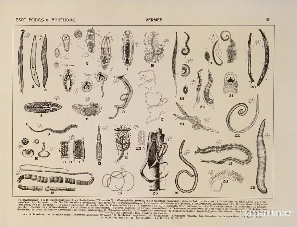 Reproduktion av målningen Atlas de la faune du Brésil Pl03 - Rodolpho von Ihering - Bild 2