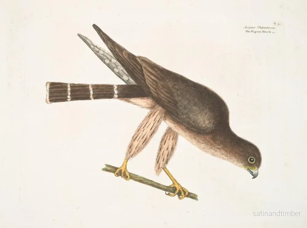 Reproduktion av målningen Le faucon des palombes - Mark Catesby - Bild 2