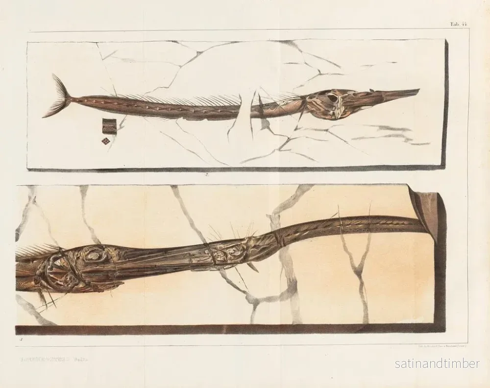 Reproduktion Forskningar om fossila fiskar – Louis Agassiz — plansch 199 - Bild 2