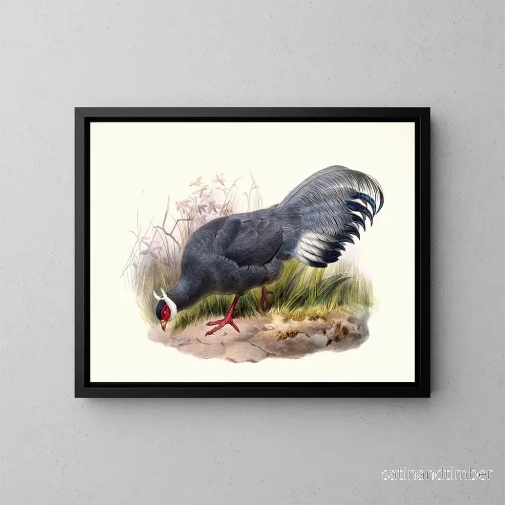 Reproduktion av målningen Crossoptilon auritum - Joseph Smit