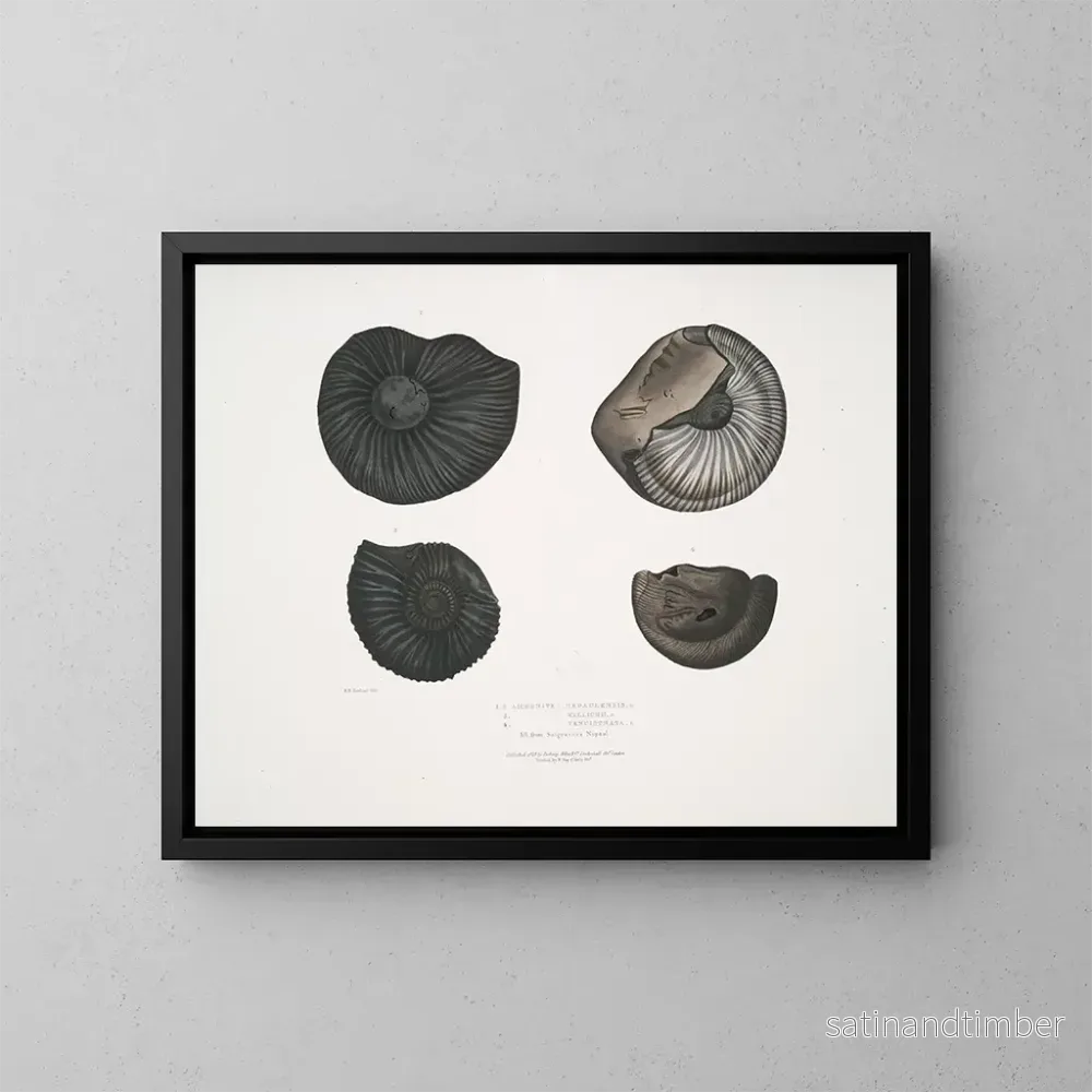 Reproduktion av målningen Ammonites népalensis Ammonites wallichii Ammonites tenuistnata – John Edward Gray Reproduktion av målningen Ammonites népalensis Ammonites wallichii Ammonites tenuistnata – John Edward Gray