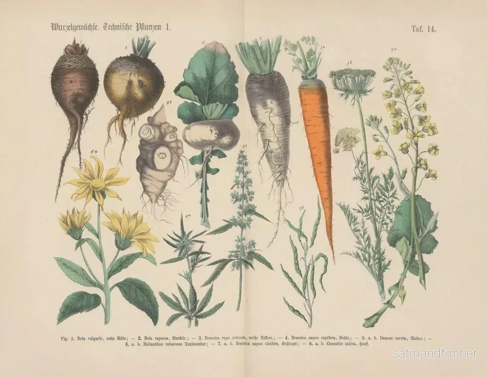 Reproduktion av målningen Manuel de botanique pratique en mots et en images Pl14 - Carl Hoffmann - Bild 2