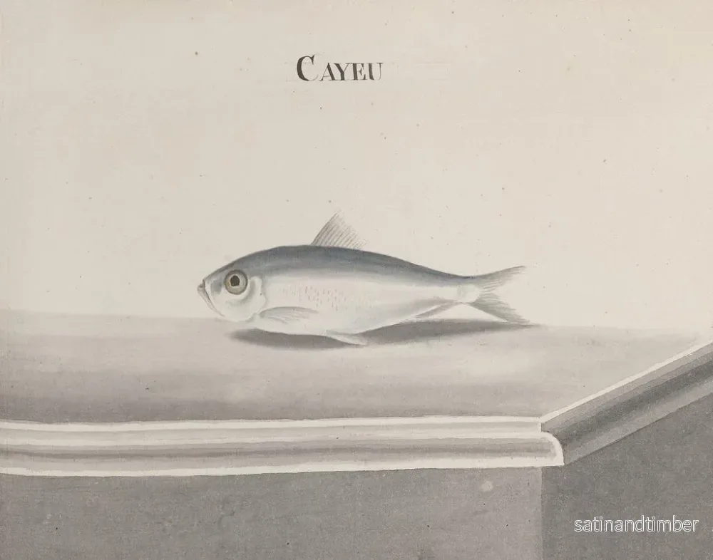 Reproduktion av målningen Histoire naturelle de Saint-Domingue Pl096 - René de Rabi - Bild 2