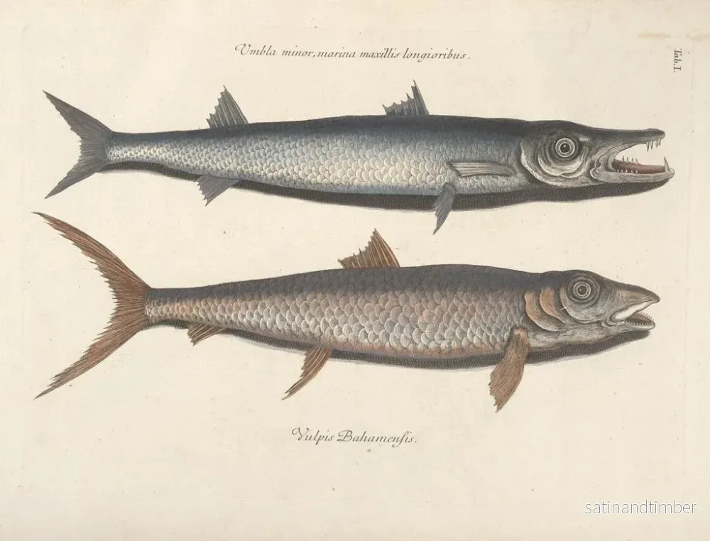 Reproduktion Bilder av fisk, ormar, insekter – Mark Catesby — plansch 001 - Bild 2