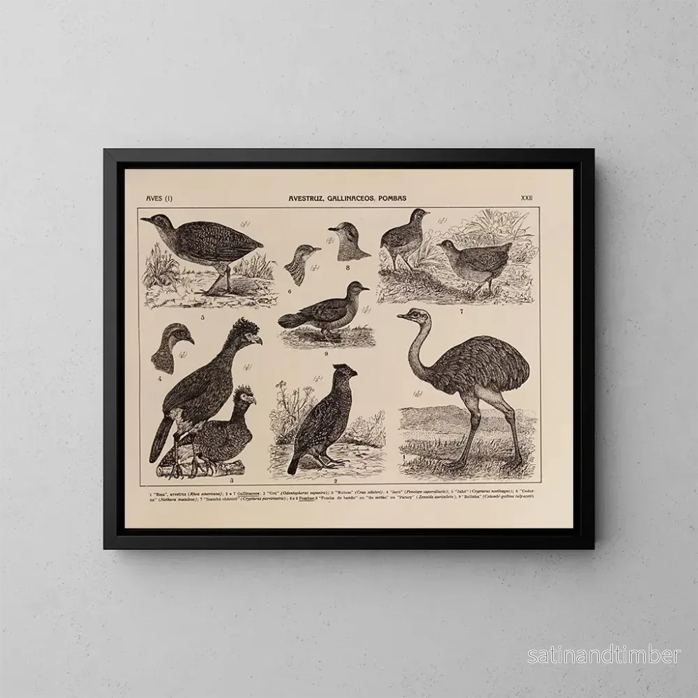 Reproduktion av målningen Atlas över Brasiliens fauna Pl22 - Rodolpho von Ihering