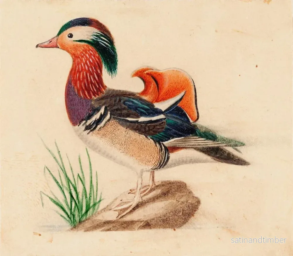 Reproduktion av målningen Kanadagås mandarin - Ferdinand von Wright - Bild 2