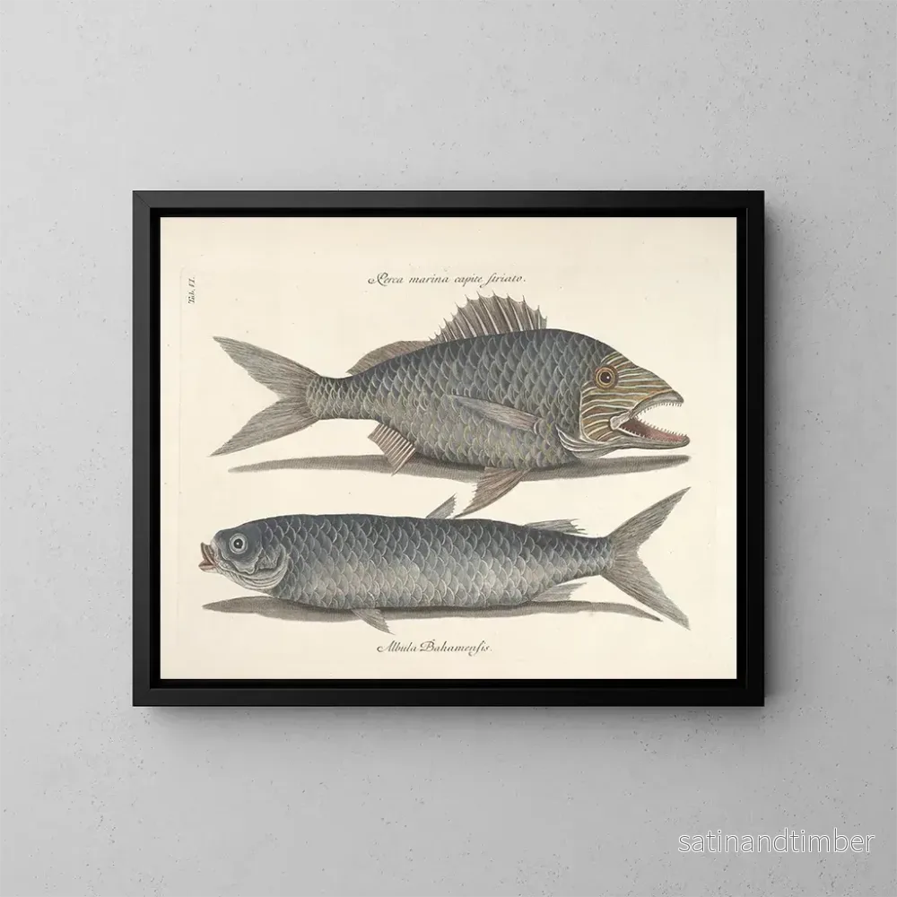 Reproduktion Bilder av fisk, ormar, insekter – Mark Catesby — plansch 006