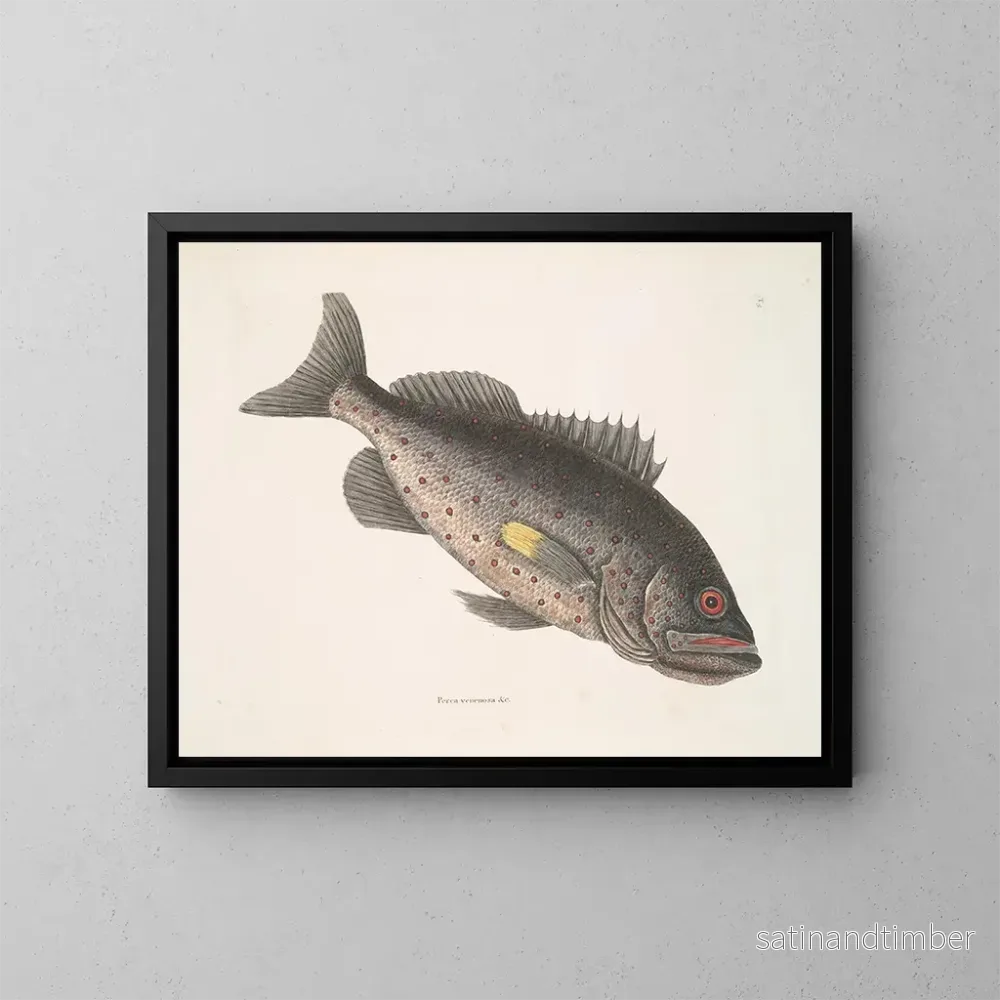 Reproduktion av målningen av giftig fiskstim v Le RockFish - Mark Catesby