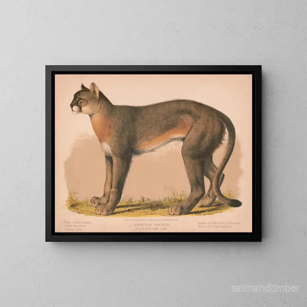 Reproduktion av målningen Panthère américaine Felis concolor linn – Louis Prang Co
