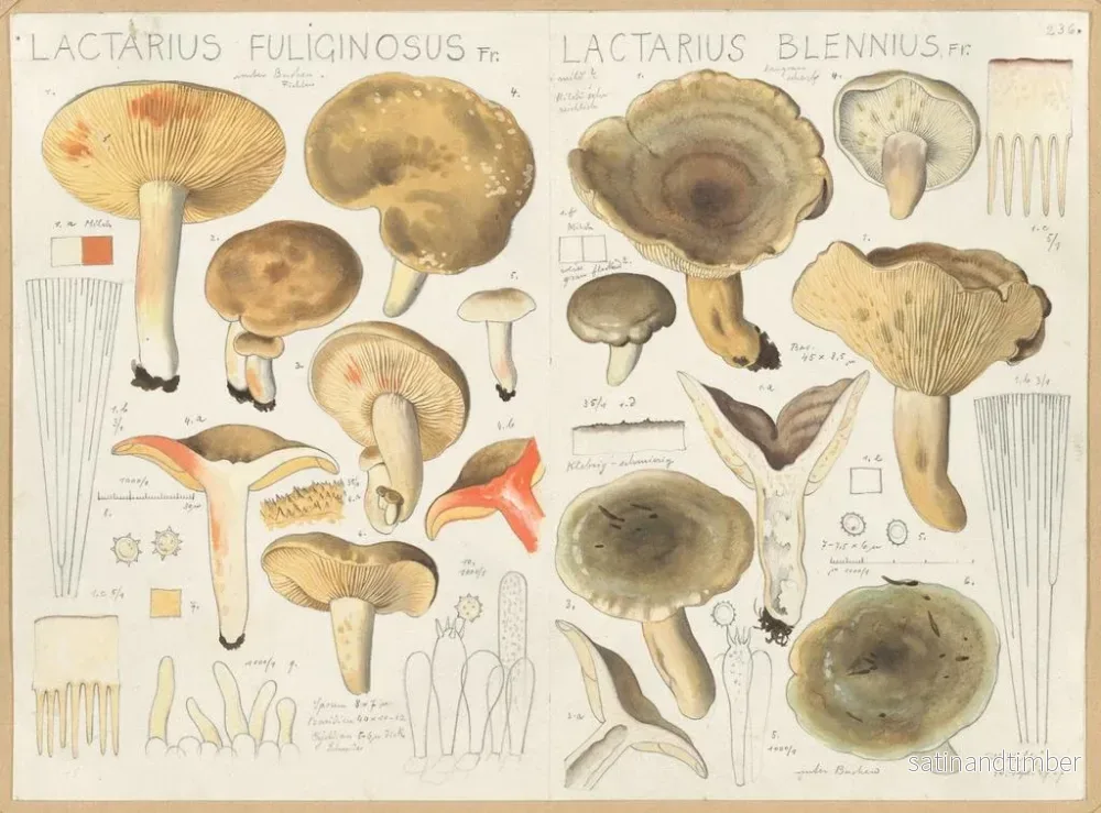 Reproduktion av målningen Lactaire fuligineux Lactaire blennius - Hans Baldung - Bild 2
