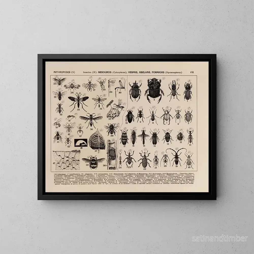 Reproduktion av målningen Atlas de la faune du Brésil Pl08 - Rodolpho von Ihering