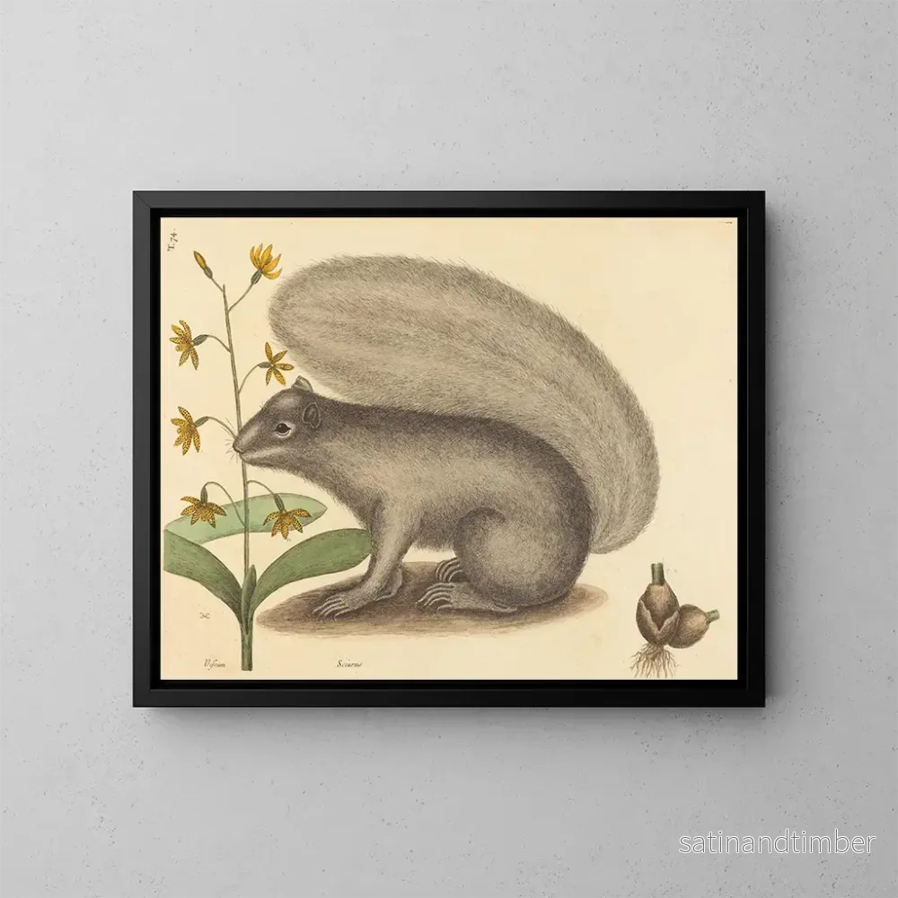 Reproduktion av målningen Le tamia gris - Mark Catesby