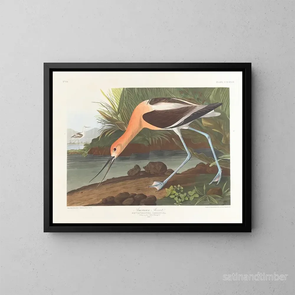 Reproduktion av målningen av Amerikansk trana ung i vinterdräkt - John James Audubon